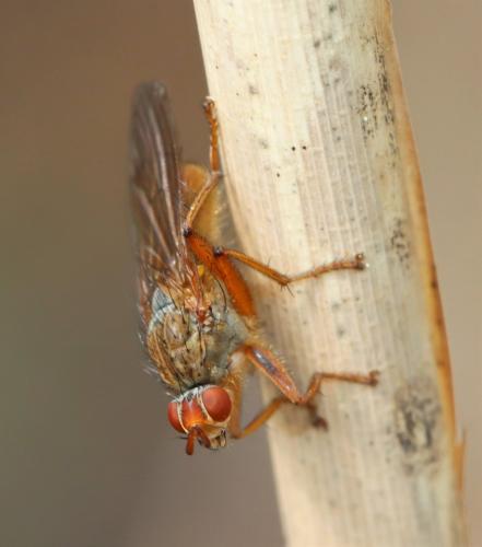Scathophaga lutaria